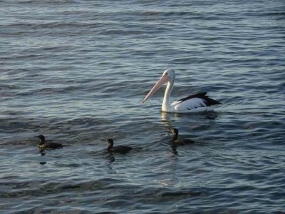 HarringtonPelicanLittleBlackCormorant.JPG
