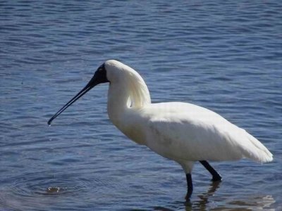 HarringtonRoyalSpoonbill04427.JPG