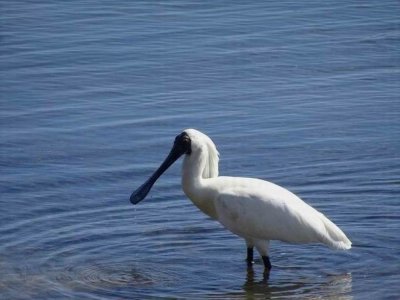 HarringtonRoyalSpoonbill04428.JPG