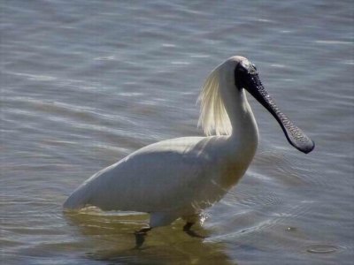 HarringtonRoyalSpoonbill04433.JPG