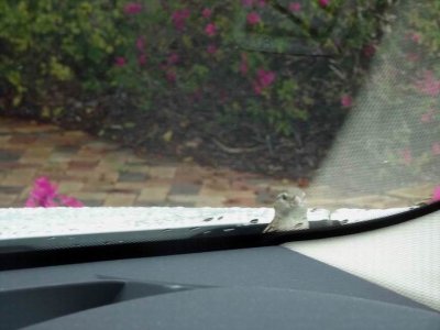 HarringtonSparrowOnWindscreen04551.JPG