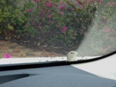 HarringtonSparrowOnWindscreen04552.JPG