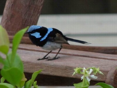 HarringtonSuperbFairyWren04521.JPG