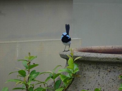 HarringtonSuperbFairyWren04523.JPG