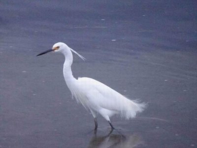 HarringtonWhiteEgret04544.JPG