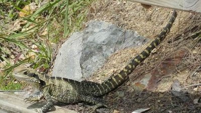 PortMacquarieEasternWaterDragon.jpg