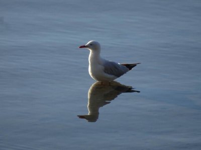 NorthHavenSilverGull.JPG