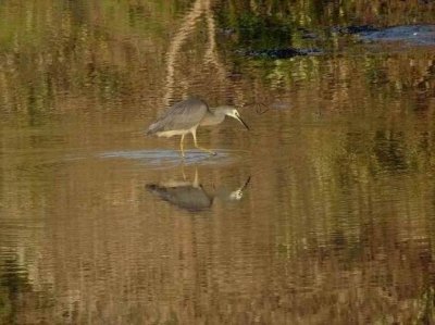 NorthHavenWhiteFaceHeron04313.JPG