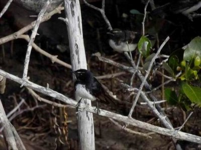 NorthHavenWillieWagTail04327.JPG