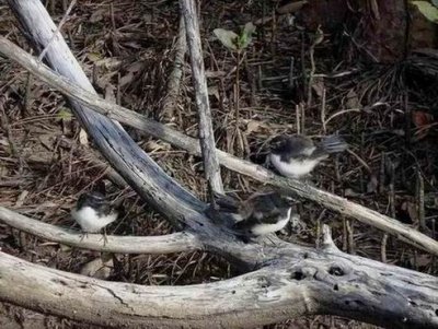 NorthHavenWillieWagtails04292.JPG
