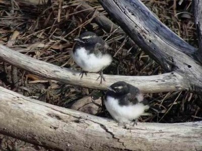 NorthHavenWillieWagtails04294.JPG