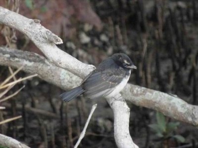 NorthHavenWillieWagtails04295.JPG