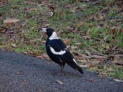 PortStephensMagpie04802.JPG