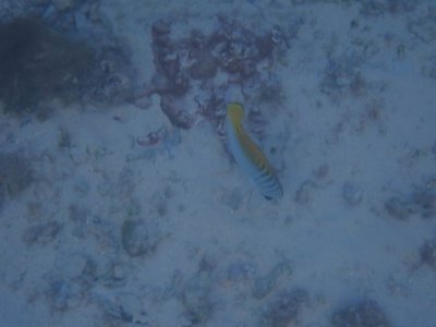 Norfolk Island swimming 2018
