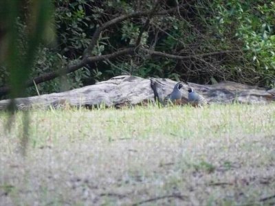 Norfolk Island Birds 2018