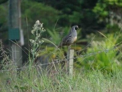 CalifornianQuail.JPG