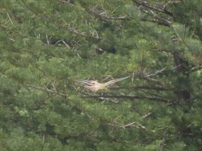 NankeenKestrel05059.JPG