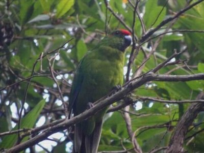 NorfolkIslandParakeet05057.JPG