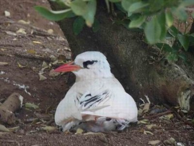 RedTailedTropicBird04973.JPG