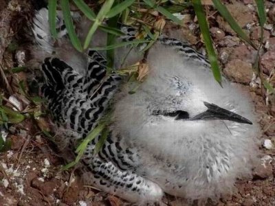 RedTailedTropicBirdChick04943.JPG