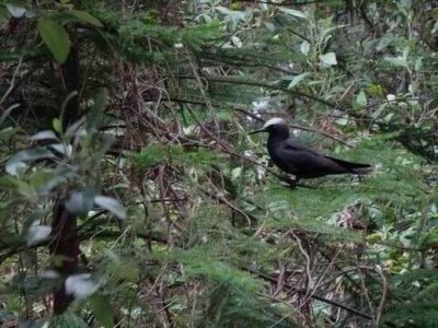 WhiteCapNoddy04970.JPG