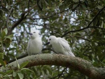 WhiteTern04998.JPG