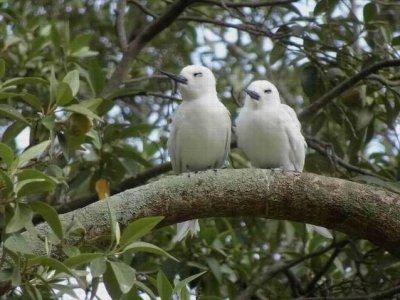 WhiteTern05000.JPG