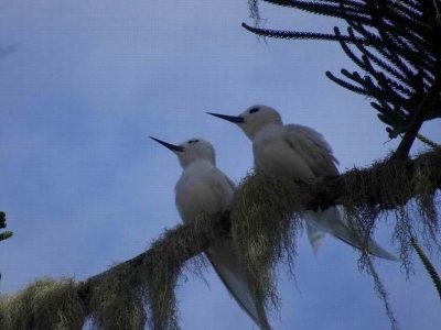 WhiteTern05013.JPG