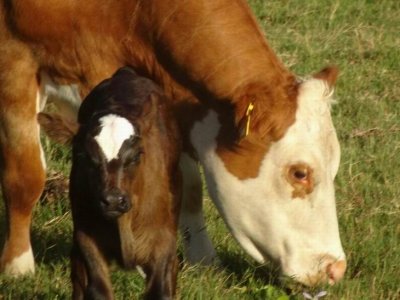 Norfolk Island Cattle 2018