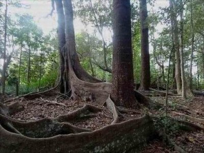 HundredAcresForest04966.JPG