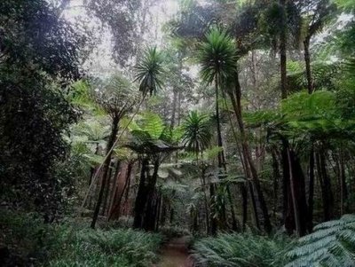 HundredAcresForest04967.JPG