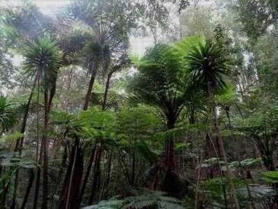HundredAcresForest04968.JPG