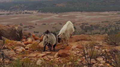 WilpenaPoundGoats_006.jpg