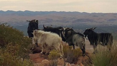 WilpenaPoundGoats_009.jpg