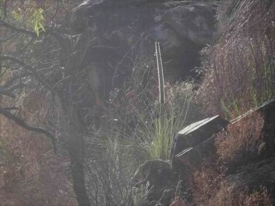 WilpenaPoundGrassTree.JPG
