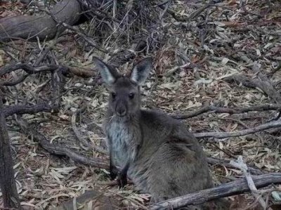 WilpenaPoundKangaroo.JPG