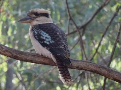 WilpenaPoundKookaburra05439.JPG