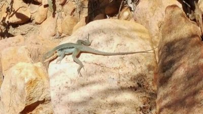 WilpenaPoundLizard018.jpg