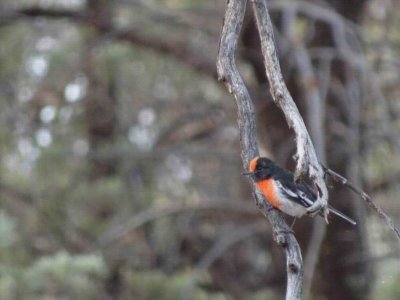 WilpenaPoundRedCappedRobin05440.JPG