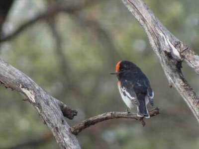 WilpenaPoundRedCappedRobin05442.JPG