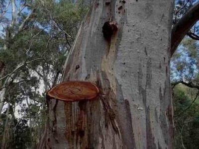 WilpenaPoundRedRiverGum05463.JPG