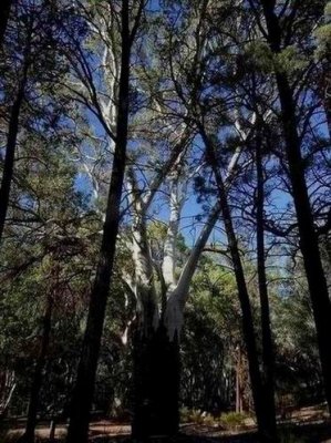 WilpenaPoundRiverRedGum000.JPG