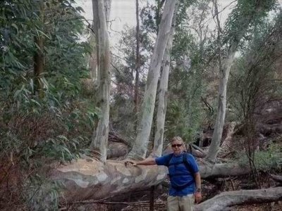 WilpenaPoundRiverRedGum001.JPG