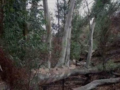 WilpenaPoundRiverRedGum002.JPG