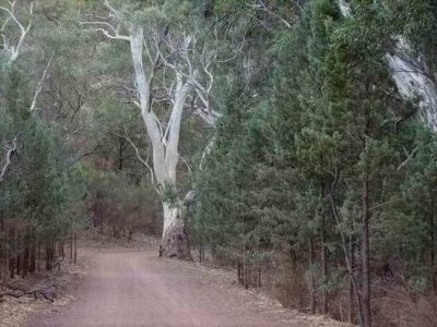 WilpenaPoundRiverRedGum007.JPG