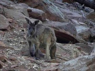 WilpenaPoundWallaby05278.JPG