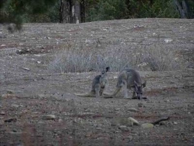 WilpenaPoundWallaby05279.JPG