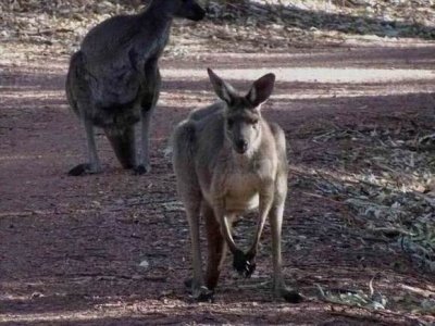 WilpenaPoundWallaby05292.JPG