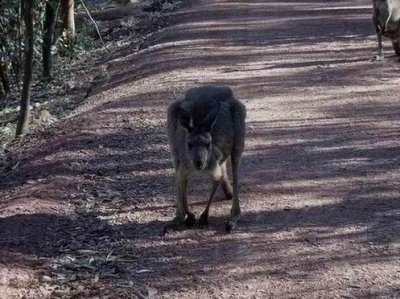 WilpenaPoundWallaby05295.JPG