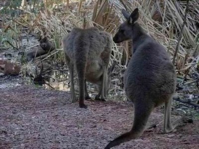 WilpenaPoundWallaby05301.JPG